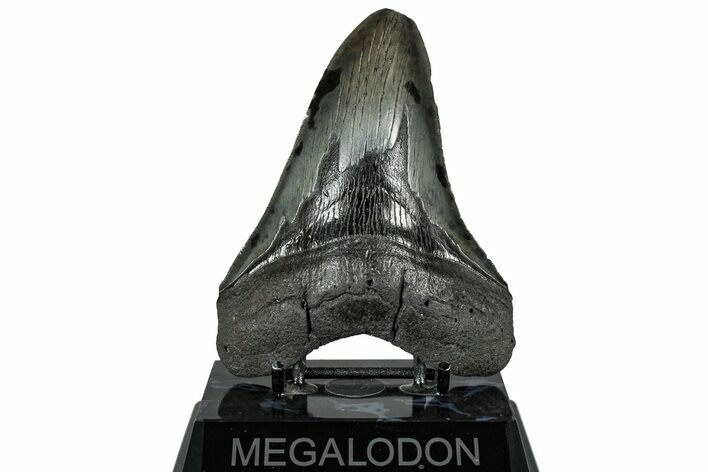 Serrated, Fossil Megalodon Tooth - South Carolina #325767